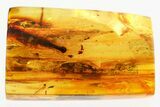 Detailed Fossil Bristletail (Machilidae) In Baltic Amber #367313-1